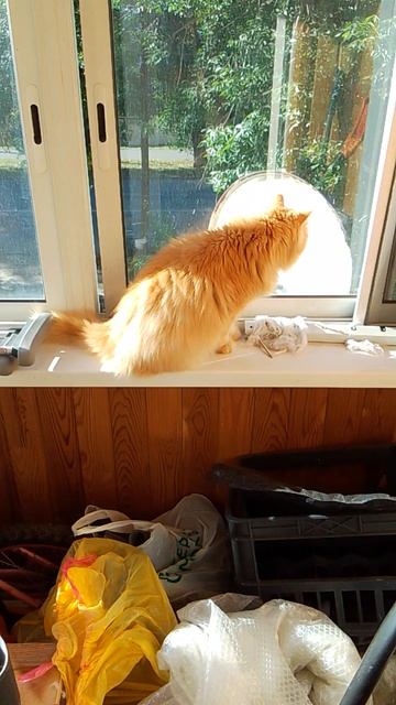 Рыжик вышел на балкон