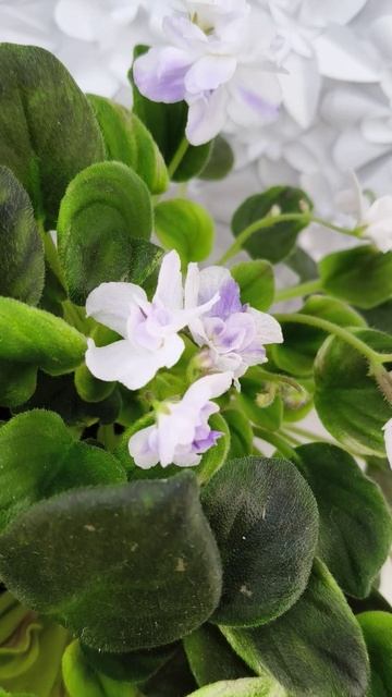 Фиалка трейлер LV-Яночка (клакамас с кроновой пестролистностью)