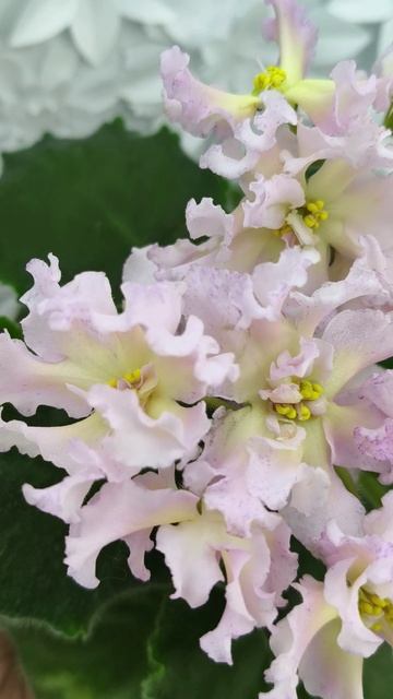 Фиалка РМ-Солнечное Конфетти