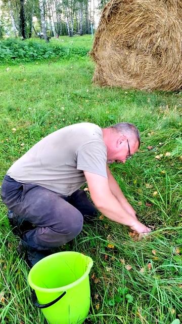 Как я набрал ведро опят за 5 минут прямо под окном! 🍄🚜
