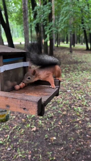 Большое хозяйство - белки, синички, поползни