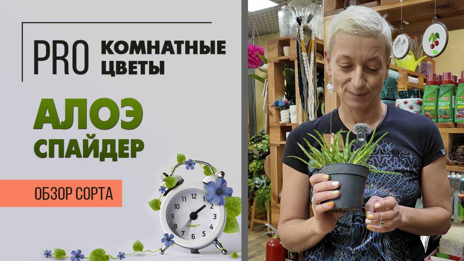 Алоэ Спайдер. Необычный суккулент. Комнатное растение для южного окна. Обзор сорта.