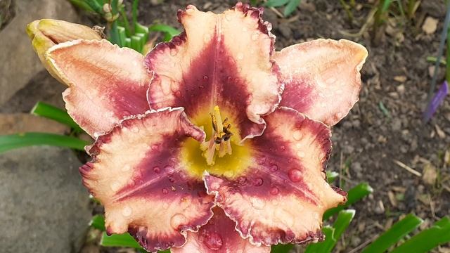 лилейник УРУШТЕН (Vlasova' 2024)