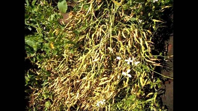 Собираем семена редиса