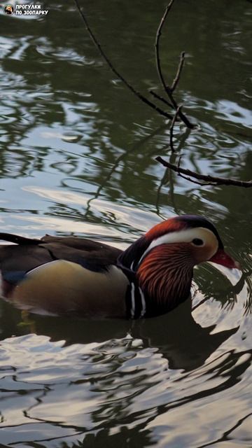 Утка мандаринка на пруду. Новосибирский зоопарк