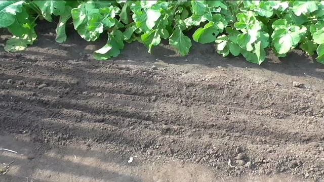 Посев редиски на осень