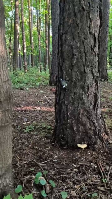 И желтенькая белка пришла