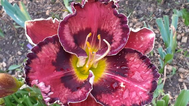 лилейник JUST AS I AM