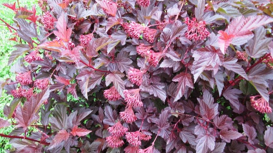 Пузыреплодник калинолистный и 3 главных его секрета