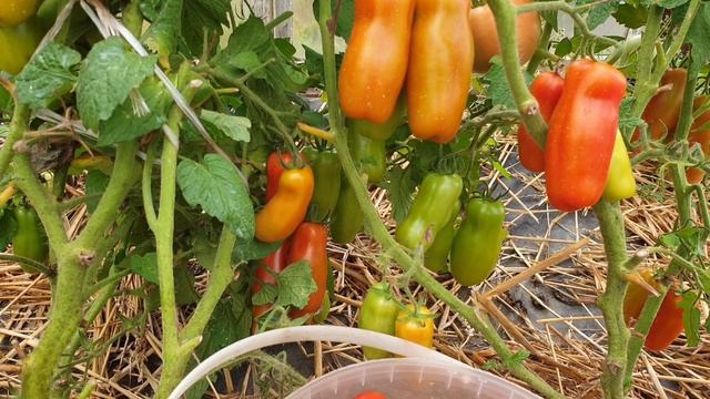 Сорт томата. Самый беспроблемный и очень  мегаурожайный. Итог 2025 г.