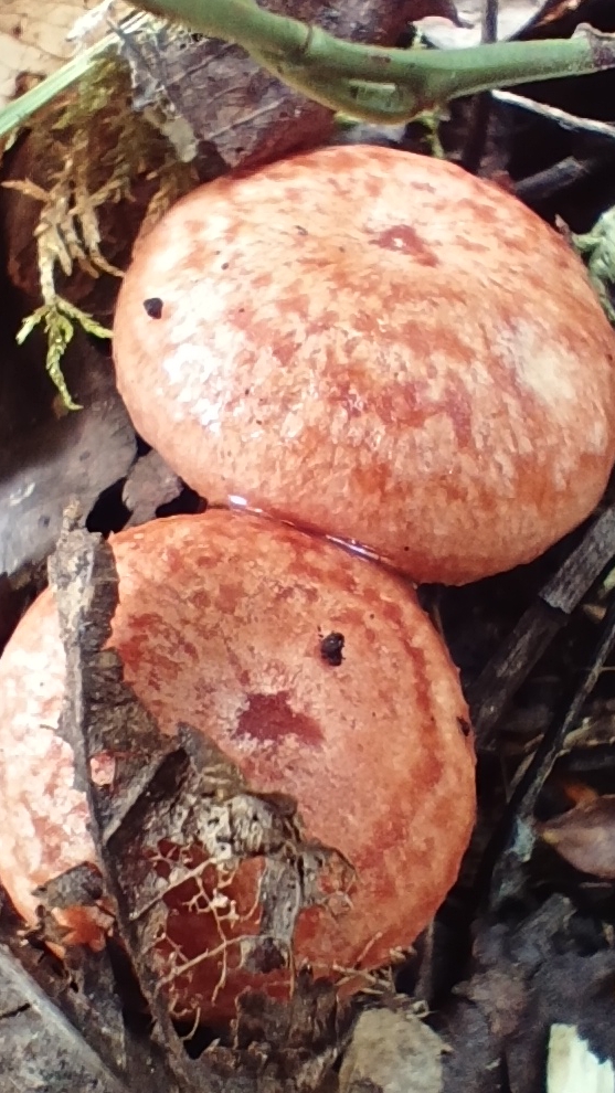 Вечером искать грибы намного интереснее 😁😁