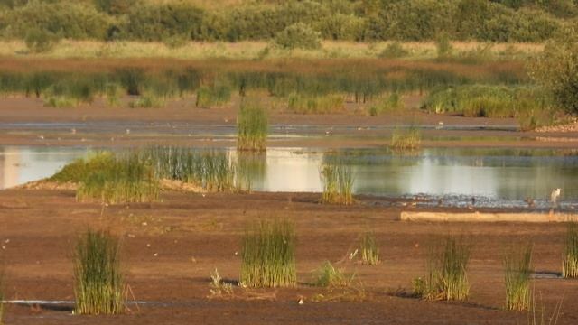 Ушерско, 24 августа 2025, бёрдвотчинг в Новгородской области, наблюдение птиц, обзор локации