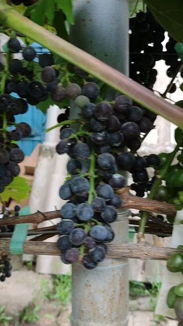 Технические сорта винограда: Гурзуфский розовый, Каберне Кортис и Регент. 24.08.25