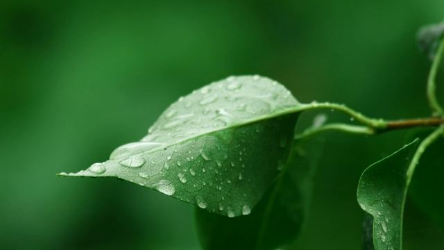 Музыка и звуки дождя расслабят на 100%. Поставь на фон и отдохни, без слов, для души и тела.