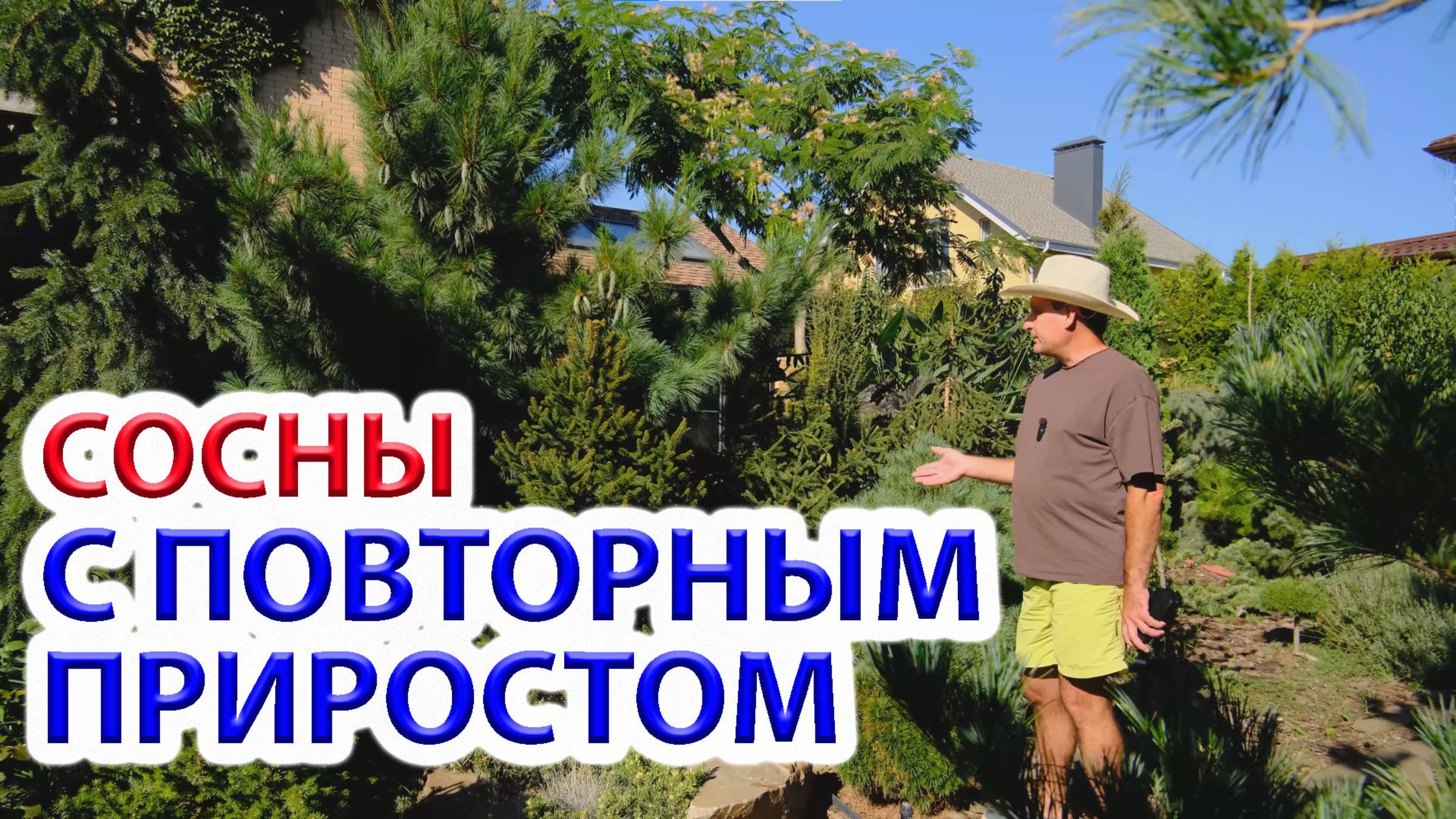 Сосны с повторным приростом за сезон