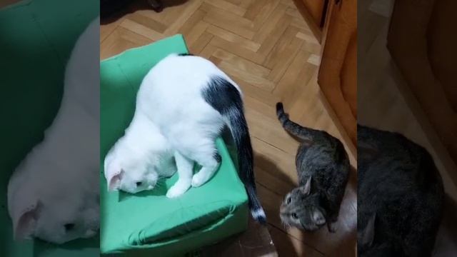 Да ты уже надоел, братан!