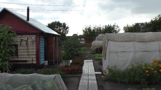 Нашествие скворцов