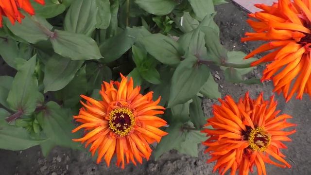 Циннии в конце августа