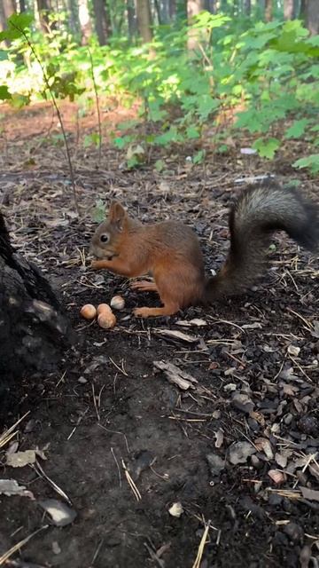 Все прячут орехи