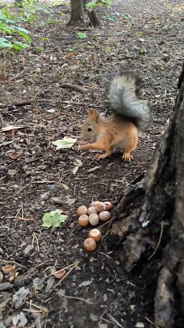 Орехи для Желтенькой, чтобы тоже прятала орехи, в кормушку не пускают старшие белки