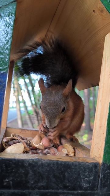Погрыз немного кедряшек, и снова прячет орехи