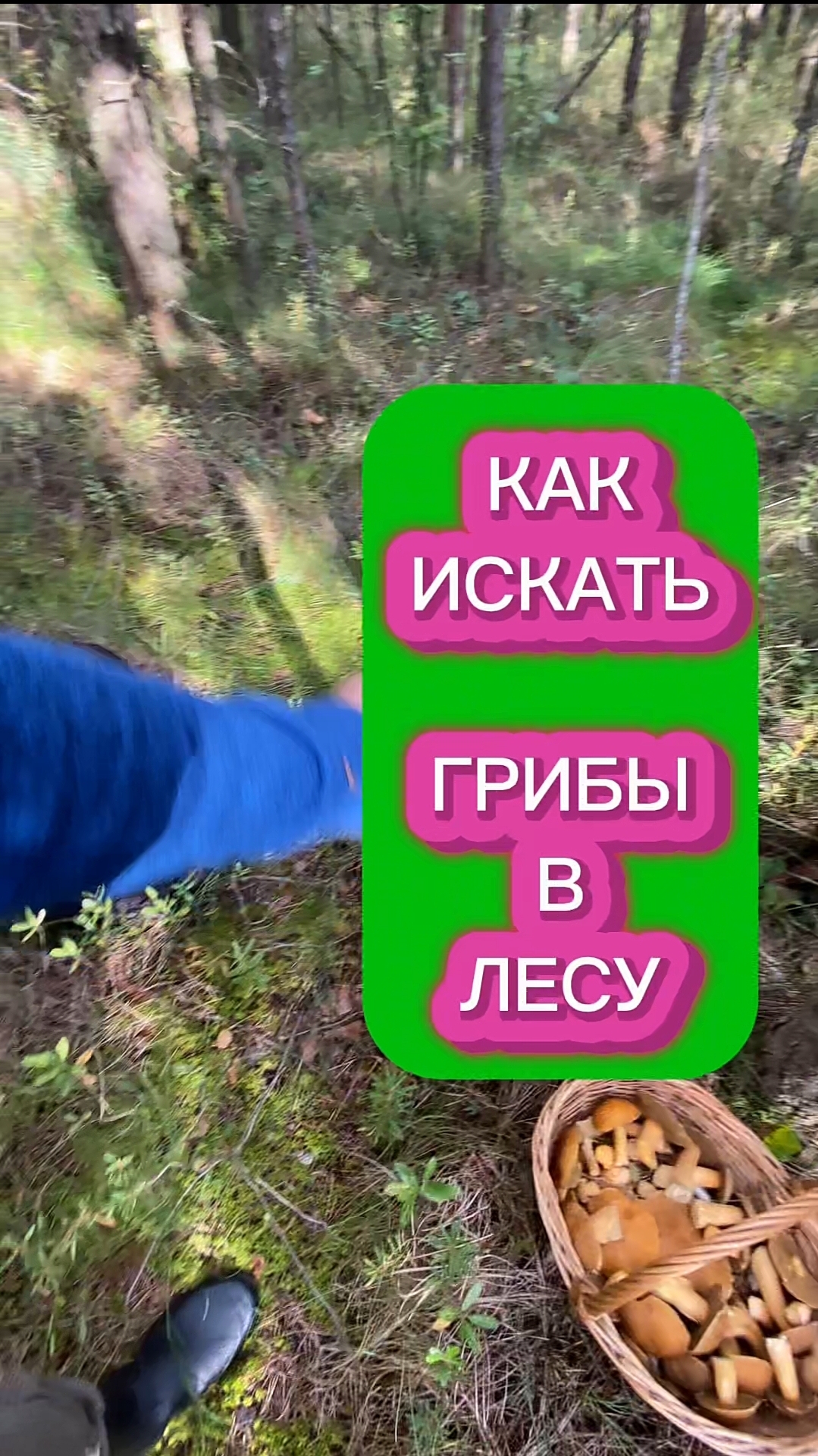 Как правильно искать грибы в лесу.   30 лет опыта. В главных ролях МОХОВИКИ и #грибникAnSer