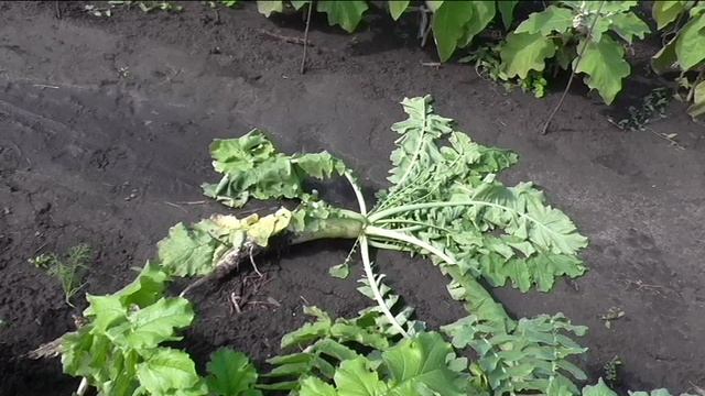 Если дайкон начинает цвести