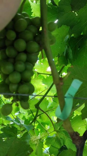 Технические сорта винограда: Олег (Диамант), Белый сеянец и Монастрель (Мурведр). 24.08.25