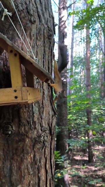 Белка уронила большую ветку с сосны