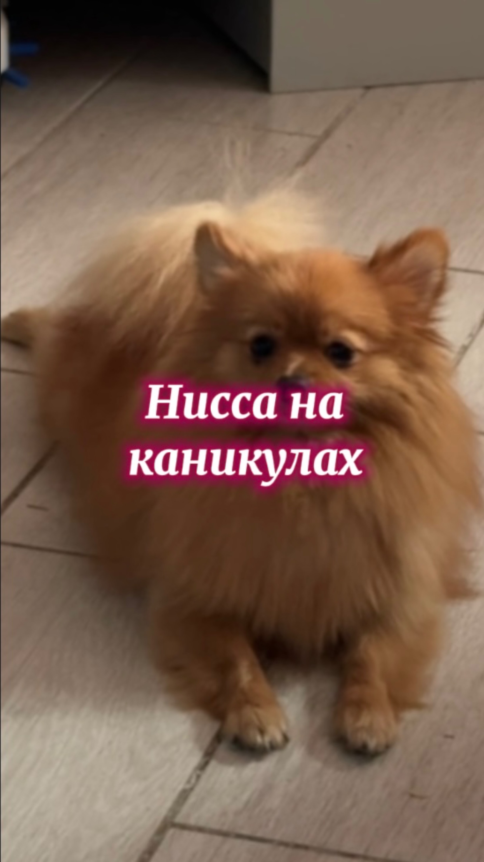 Нисса у нас на каникулах