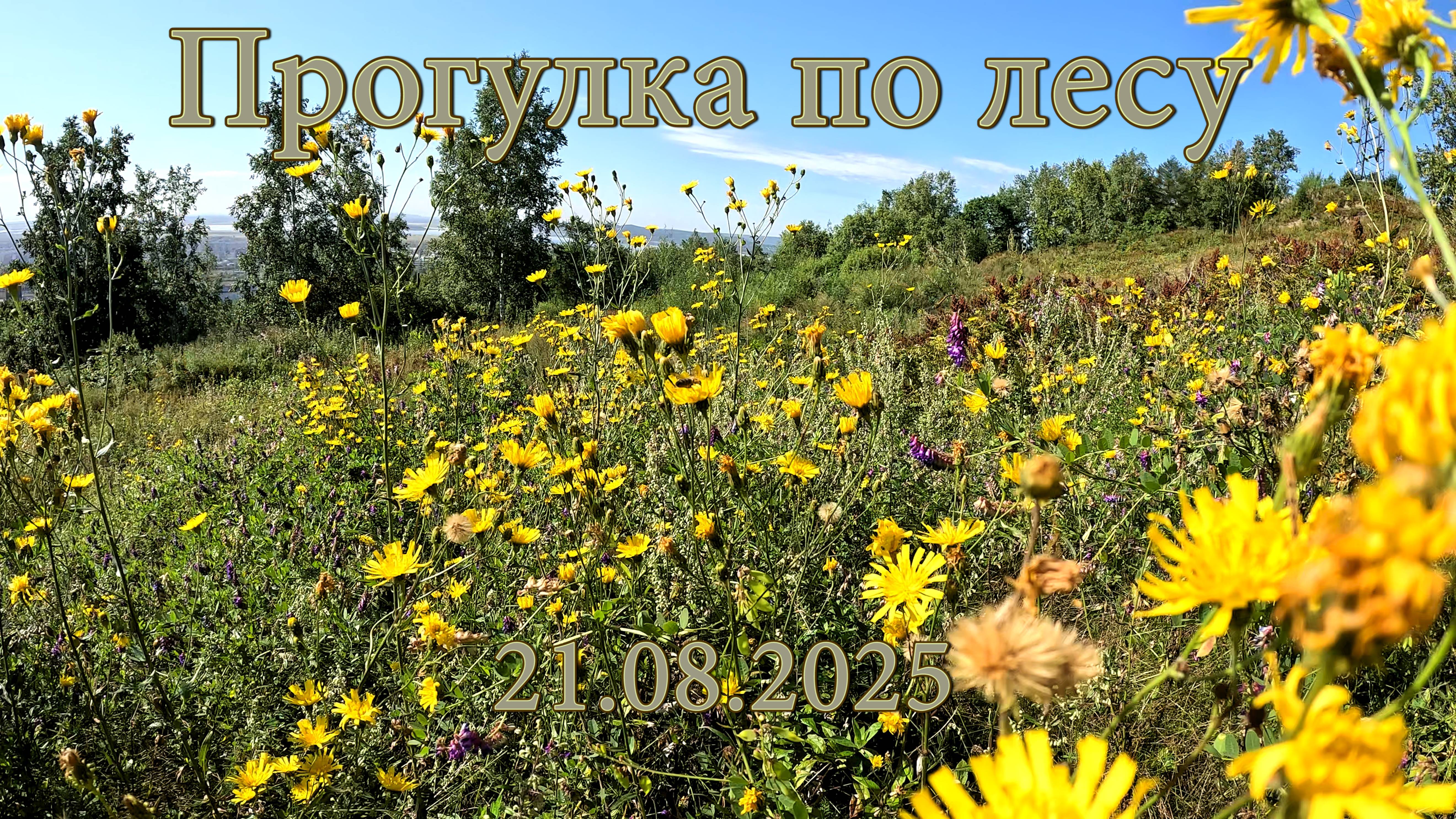 Прогулка по лесу. 21.08.2025