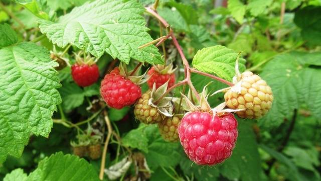 Максимум ягод: как подкармливать малину для рекордного урожая