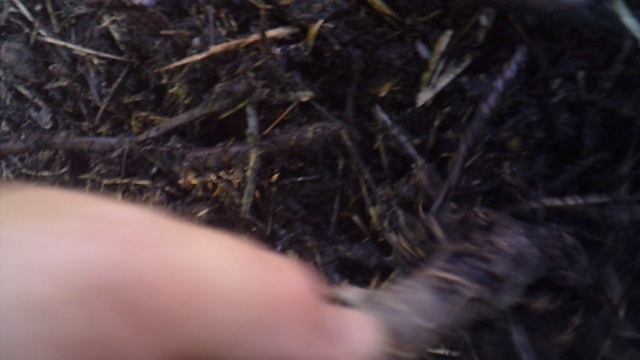 Близкий обзор нашей разобранной компостной кучи "Непополняемая"