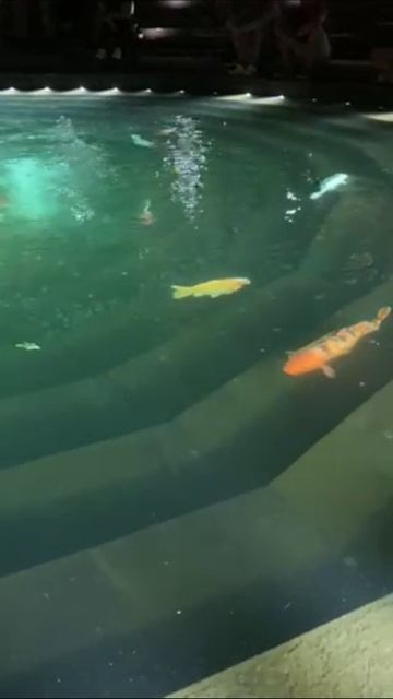 Японские карпы кои в парке Галицкого, г. Краснодар