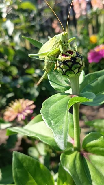 Саранча, бой без правил, нападение насекомого на саранчу