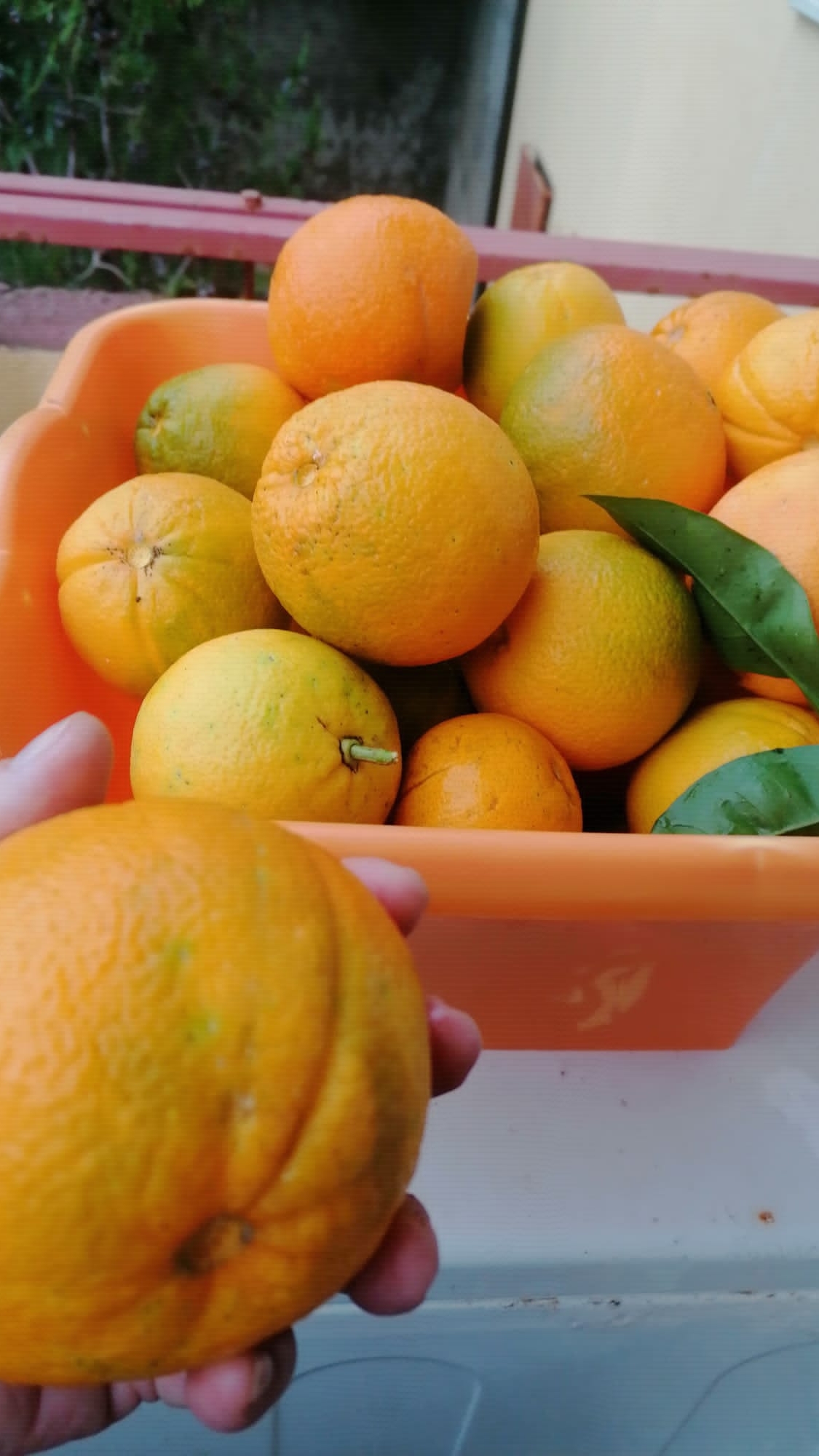 Доброе утро!❤️ Голуби на прогулке.