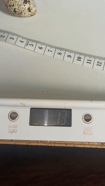 Вес и размер яиц #техасский_перепел