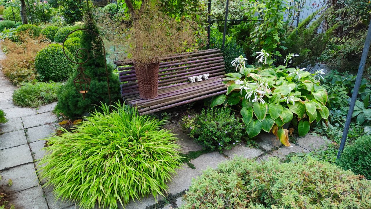 Цветут розы и не только. Зреет виноград и работы в саду. Прогулка по южному саду 24.08.2025 г.