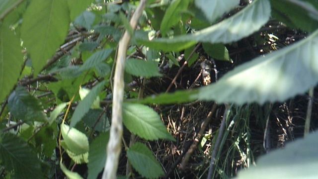 Обзор - "наша непополняемая  компостная куча стала пополнением для пополняемой."