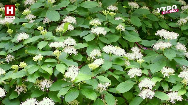 Опасные растения | ПРО ЦВЕТ