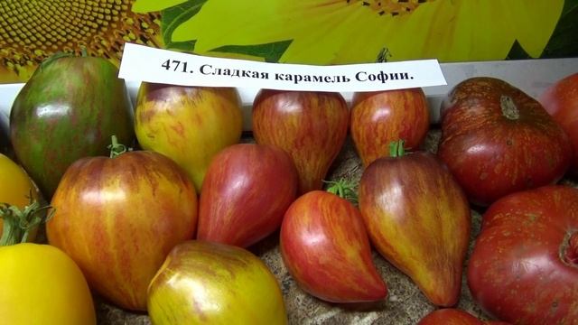Томаты - новинки 2025 года. Томат Сладкая карамель Софии Сааковой. Дегустация.