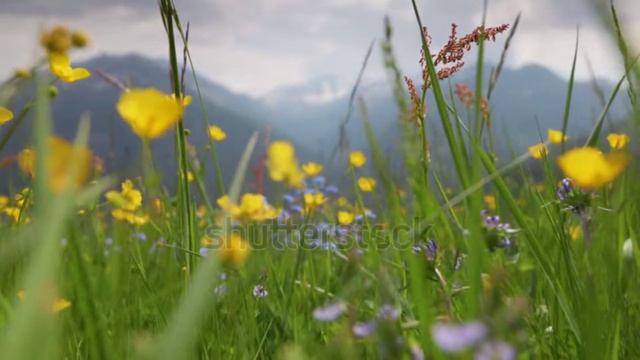 У ЛЕТА РАЗНООБРАЗНЕЙШИЙ ОКРАС