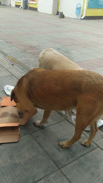 Рынок закрывается,собаки разбираются...