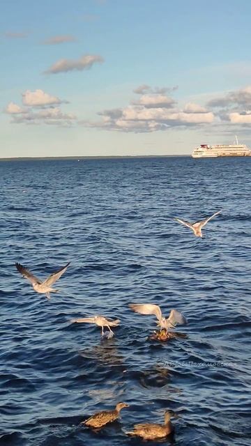 Чайки с утками дерутся. Онежское озеро