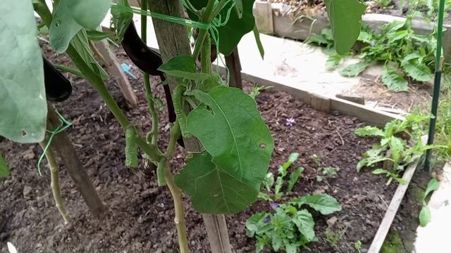 "ГНОМЫ". БАКЛАЖАНЫ. ЛЕНИНГРАДСКАЯ ОБЛАСТЬ.