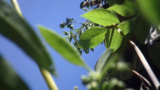 Фрагмент прополки сада