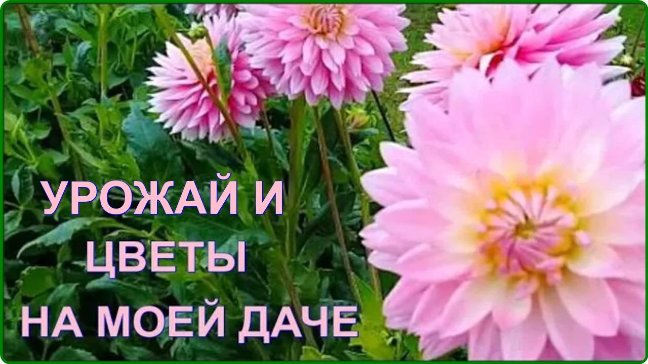 Моя дача  ОСЕННИЕ  ЦВЕТЫ И УРОЖАЙ ПОМИДОР