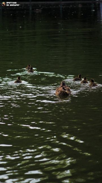 Птицы на пруду. Новосибирский зоопарк