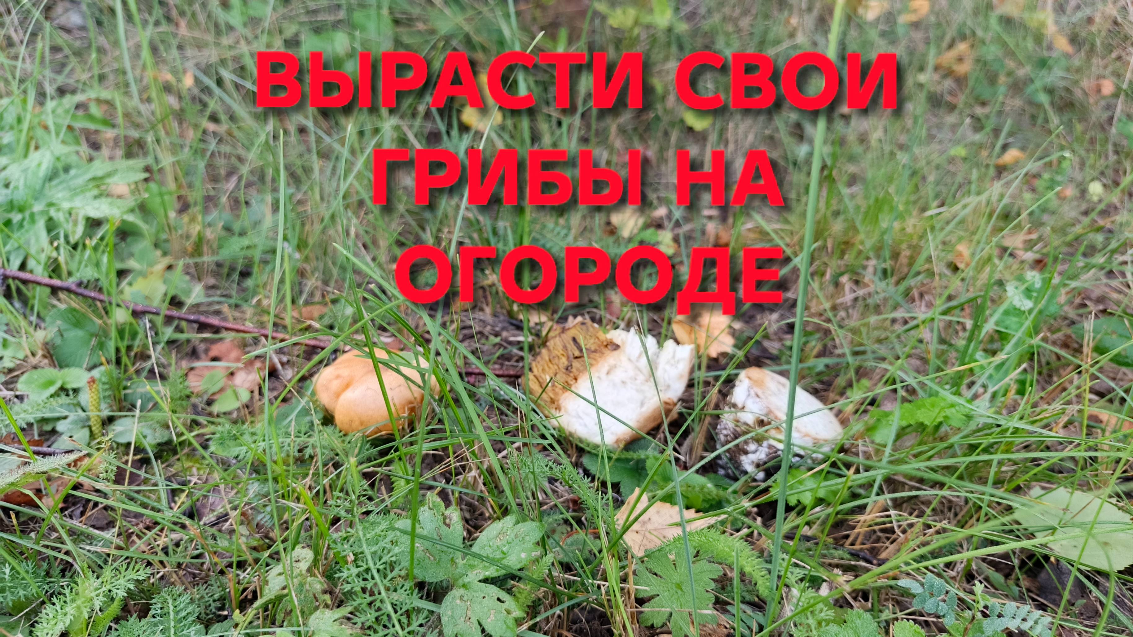 Как вырастить грибы на огороде