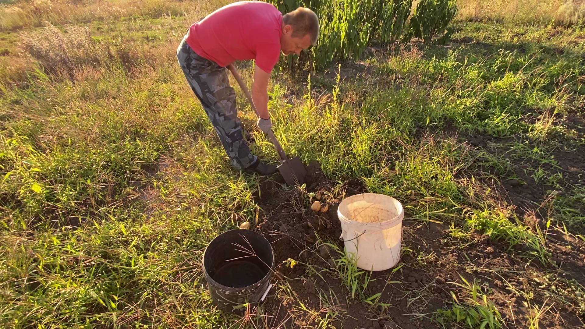ДЕРЕВЕНСКАЯ ЖИЗНЬ. КОПАЕМ КАРТОШКУ. СОБИРАЮ ТРАВЫ НА ДОНУ.